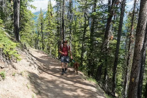 Dog Hiking Leash