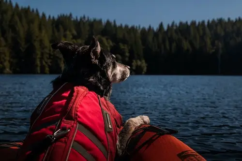 Dog Kayaking With LifeJacket