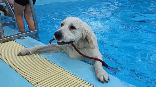 Dog Pool Ladder