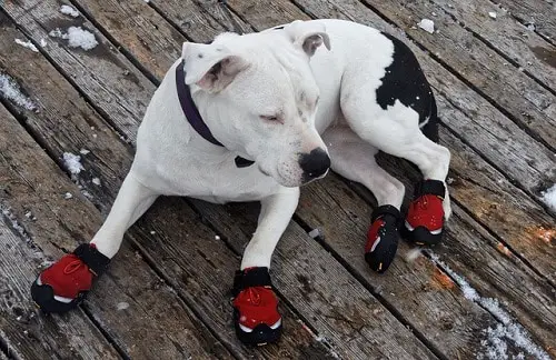 Dog Shoes For Hiking & Running