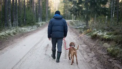 Dog Walking Outdoors On Leash