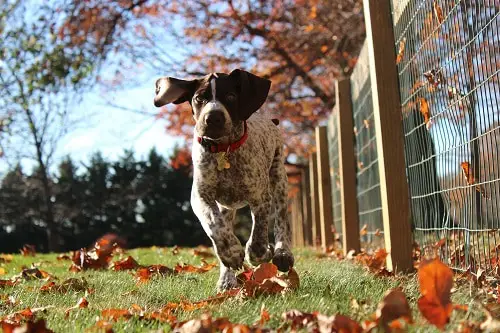 GSP Puppy Run & Exercise