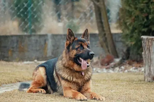 How Much Exercise Does Your German Shepherd Need?