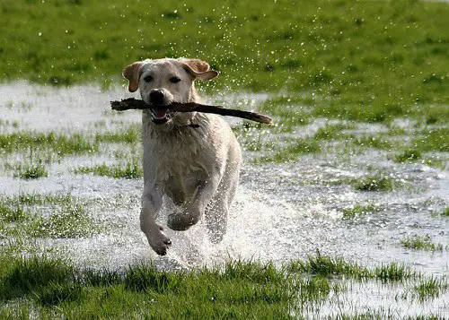 Labrador Exercise & Fetch