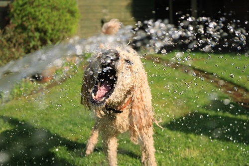 Poodle Exercise With Water