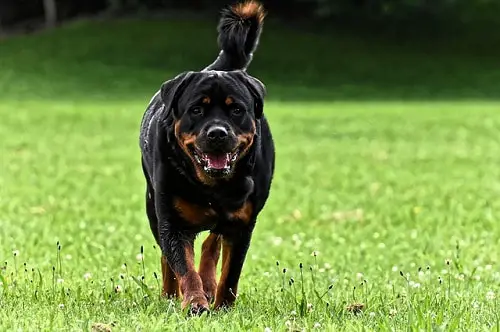 7 month old rottweiler at correct weight for his age