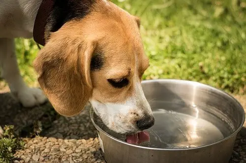 Beagle Drink Water In Bowl