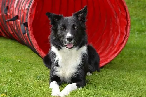 Border Collie Agility Tunnel