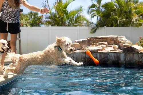 Dog Diving In Pool