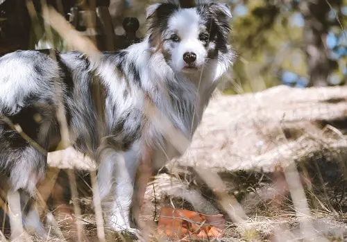 Dog Hiking Bowl