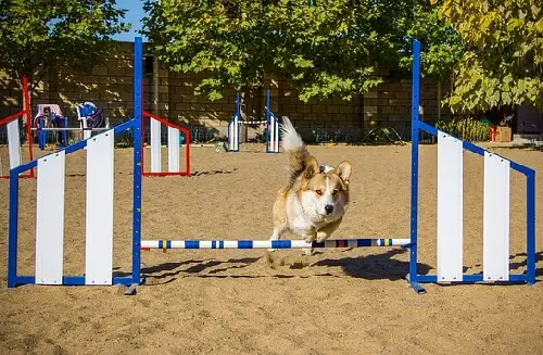 Dog Jump Over Agility Hurdle