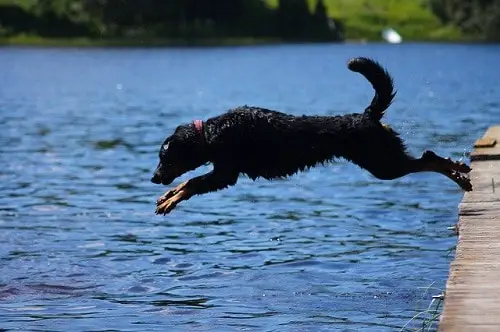 Dog Jumping From Dock