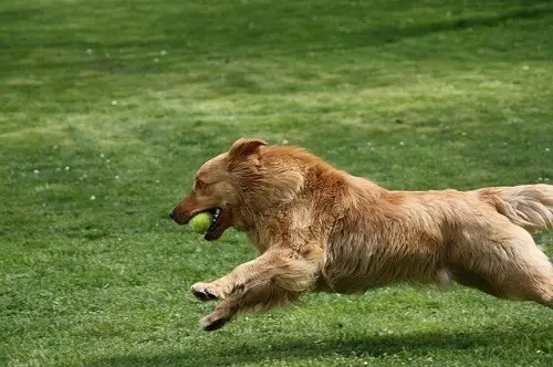 Dog Run With Ball