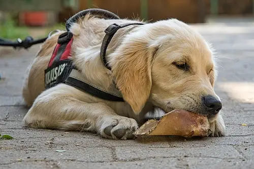 Puppy Service Dog Harness