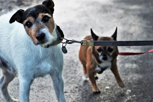 Two Dogs On Leash