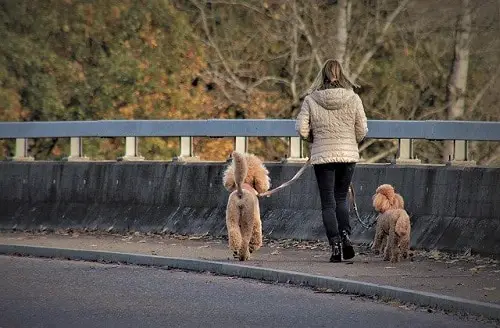 Two Dogs Walk On Leash