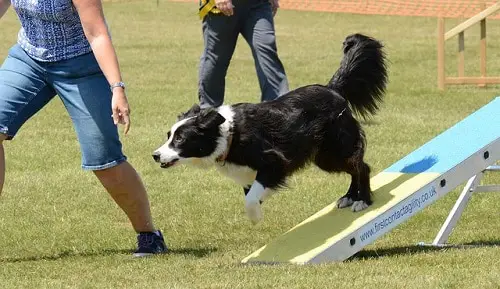 Dog Agility Contact Obstacle