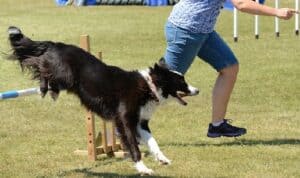 Dog Agility Training