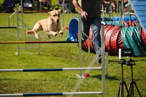 Dog Agility Training Course