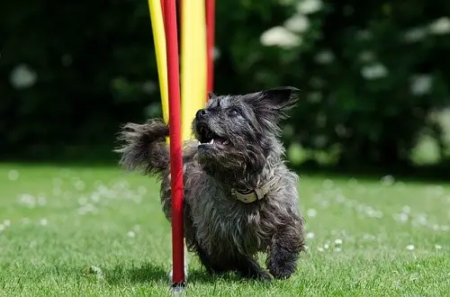 Mixed-Breed Dog Agility