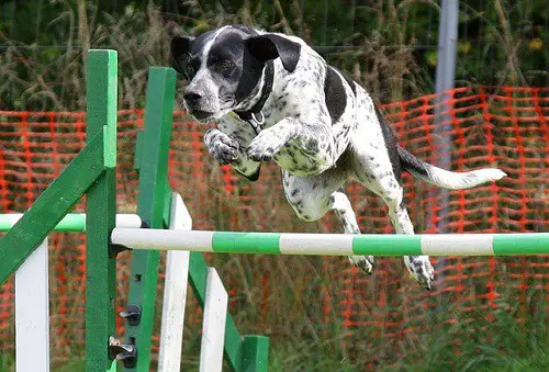 Mutt Jumping Bar