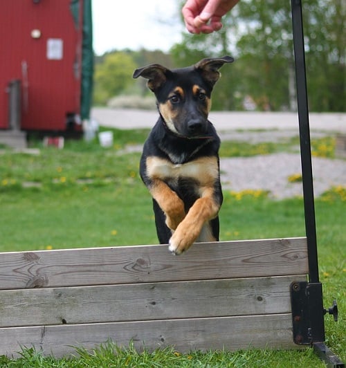 Puppy Start Agility Training