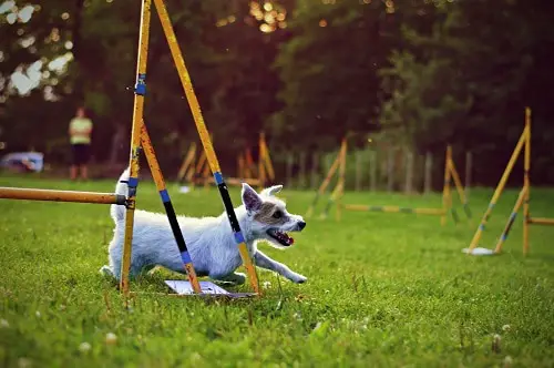 Small Dog Agility Training