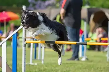 5 Benefits of Dog Agility Training · The Wildest