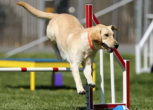 Labrador Retriever Dog Agility