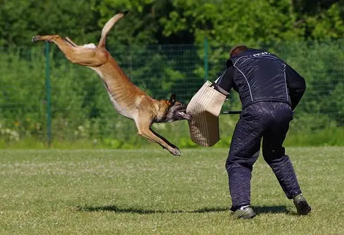 Beglian Malinois Schutzhund-IPO