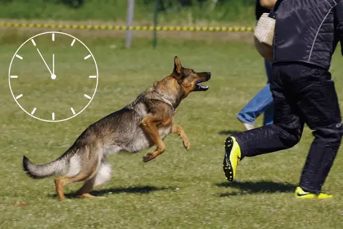 How Long Schutzhund Training