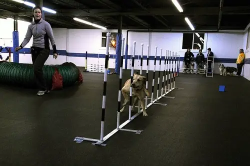 Indoor Dog Agility Class