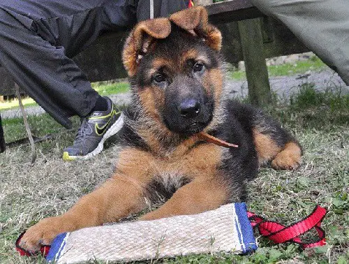 Puppy Start Schutzhund Training