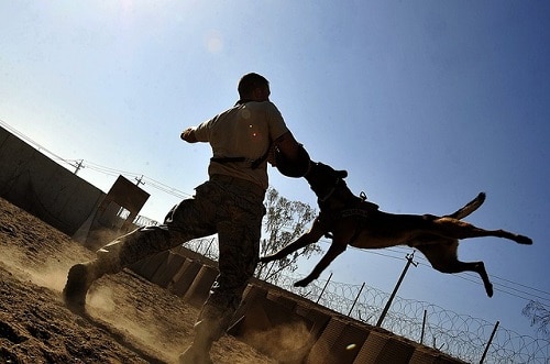 Schutzhund Dog Training