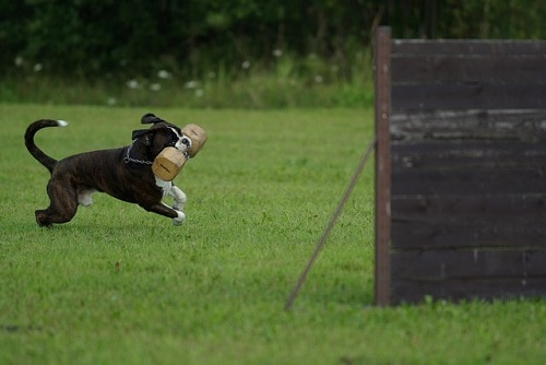 Unusual Schutzhund Dog