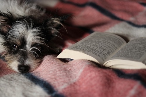 Dog Beside Book