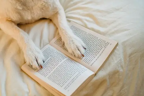 Dog Book