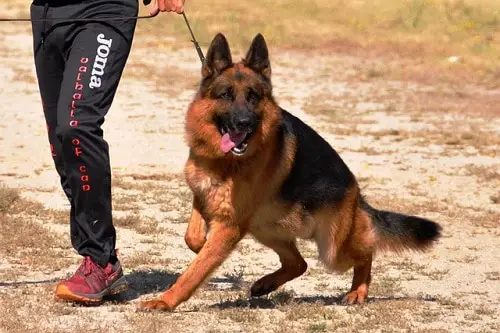 German Shepherd On Leash