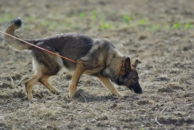 German Shepherd Tracking Training