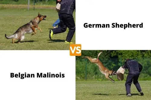 German Shepherd VS Malinois Schutzhund
