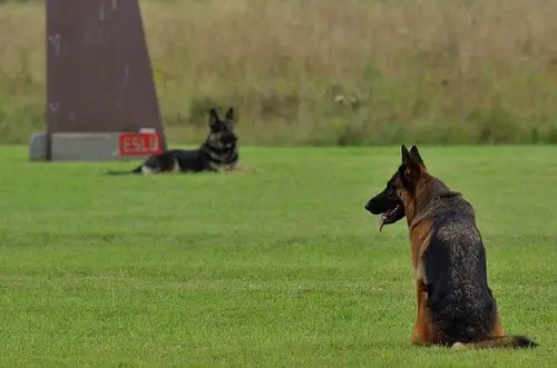 German Shepherds Schutzhund Training