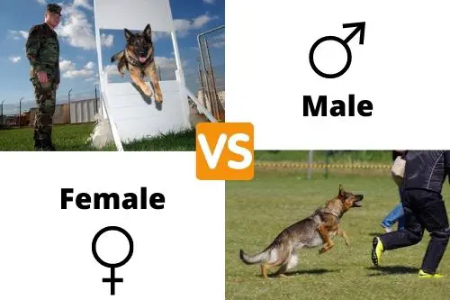 Male VS Female Schutzhund