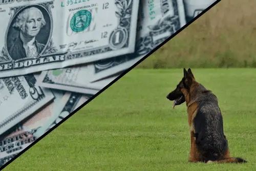 Schutzhund Cost