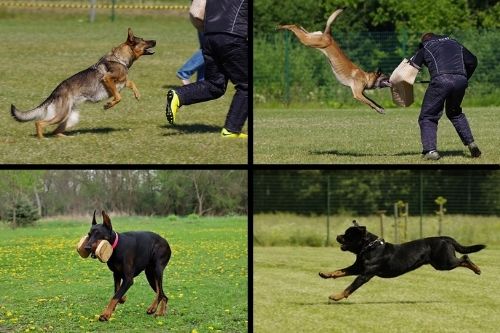 Schutzhund Dog Breeds