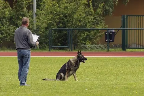 German Shepherd Schutzhund Trial