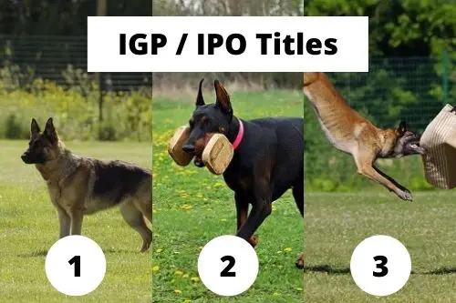 IPO 1, 2, 3