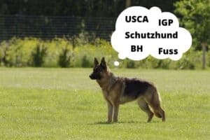 Schutzhund Terms Every Handler Should Know Before Doing IGP! - Doggie Sport