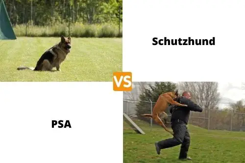 Schutzhund VS PSA