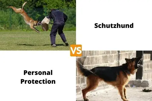 Schutzhund VS Personal Protection