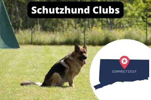 Schutzhund Clubs Connecticut